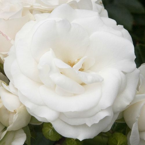 Rozenstruik - Webwinkel - floribunda roos - wit - Rosa White Magic™ - zacht geurende roos - William A. Warriner - Rijkbloeiend trosroos, meest decoratief in groepen in borders.